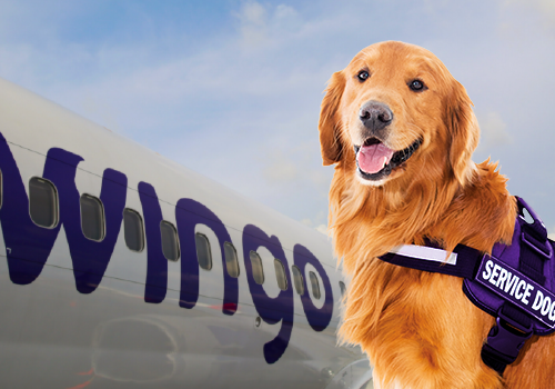 Wingo lanza servicio de transporte internacional de mascotas en cabina